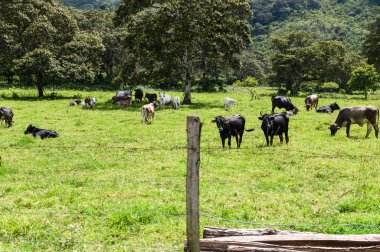 Ağaçlarla çevrili yeşil bir alanda huzur içinde otlayan inek sürüsü.