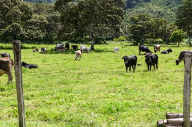 Ahşap bir çitle çevrili yeşil bir alanda huzur içinde otlayan inekler sürüsü.