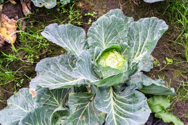 Bir tarım tarlasında büyüyen lahana, yüksek açılı bir açıdan çekilmiş.