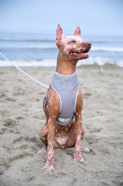 Gri bir koşum takımı takan tüysüz köpek kumsalda güneşli bir günün tadını çıkarıyor.
