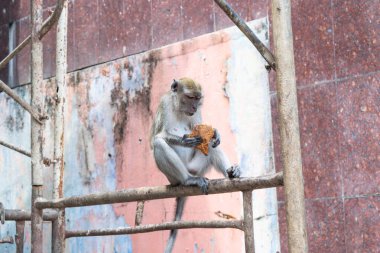Kuala lumpur, Malezya 'da uzun kuyruklu macaque iskelede oturuyor.
