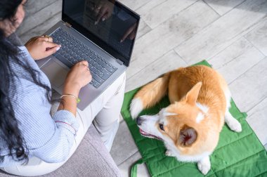 Evde evcil Corgi köpeği yeşil bir paspasın üzerinde yatarken dizüstü bilgisayar kullanan bir kadın.