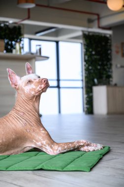 Perulu tüysüz köpek, evcil hayvan dostu bir ofiste yeşil bir paspasın üzerinde uzanıyor, huzur dolu bir anın tadını çıkarıyor.
