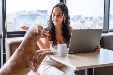 Serbest çalışan biri, evcil hayvan dostu bir ortamda bilgisayarının üzerinde çalışırken xoloitzcuintli köpeğini okşuyor.