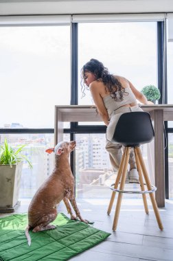 Xoloitzcuintli köpeği mindere oturup ona bakarken masasında çalışan genç bir kadın.