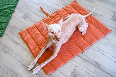 Xoloitzcuintli köpek rahat ve yumuşak yastıklı bir hayvan dostu portakal paspasın üzerinde uzanıyor, içerde bir anlık rahatlama keyfi yapıyor.