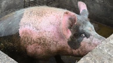 Domuz yetiştiriyor, şişman ve iri, yerde, çiftlik ağılında yatıyor. Tarım ve hayvancılık kavramına iyi havalandırılmış..