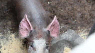 Çiftlikteki domuzlar, domuz çiftlikleri, çiftlik hayvanları. Modern Tarım Domuzları Çiftliği.