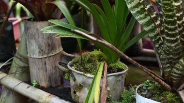 Bahçenin ortasındaki eski saksılarda büyüyen bitkilerin yakın çekim görüntüsü