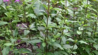 Muna - Peru 'nun dağlık kesimlerinde yetişen Peru' nun tıbbi bitkisi