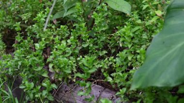 Taze nane yaprakları. Organik nane ekimi