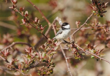 great tit on a branch in the forest black capped chickadee