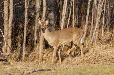 Sonbaharda ormanda beyaz kuyruklu geyik geyiği.