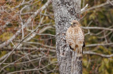 Kırmızı kuyruklu şahin ormanda.