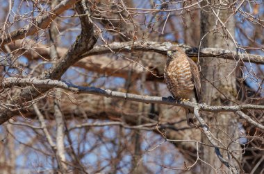 Ormanda bir polis şahini