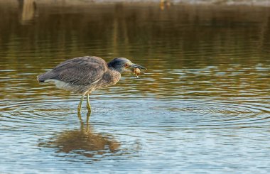 Suda siyah taçlı gece balıkçıl
