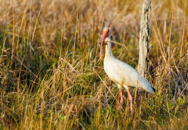 Alandaki beyaz aynaklar