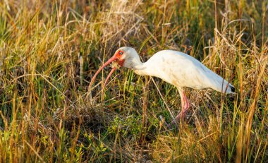 Beyaz aynak çim tarlasında yürüyor. Doğadaki vahşi yaşam