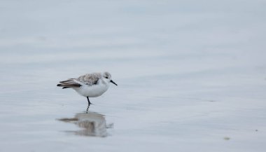 Sahilde Sandpiper (calidris sandensis)