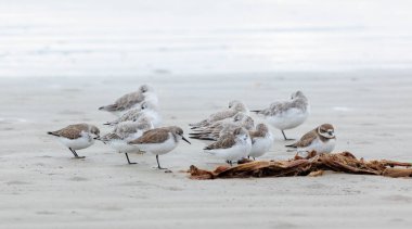 Kumda kum düdükçüsü