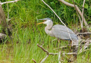 Vahşi doğada büyük bir balıkçıl (lomorax alba).