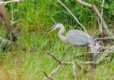 Nehir kıyısındaki balıkçıl kuş, vahşi ormanda
