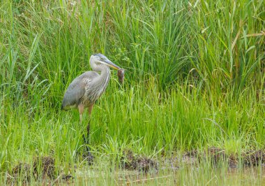 Bataklıkta büyük bir balıkçıl.