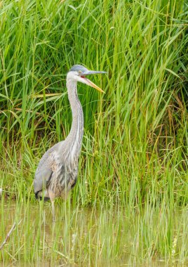 Gri balıkçıl (ardea cinerea) Dublin, İrlanda 'da doğal yaşam alanında
