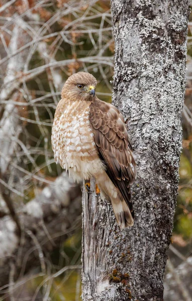red - tailed hawk ( hawk teo teo ) in canada