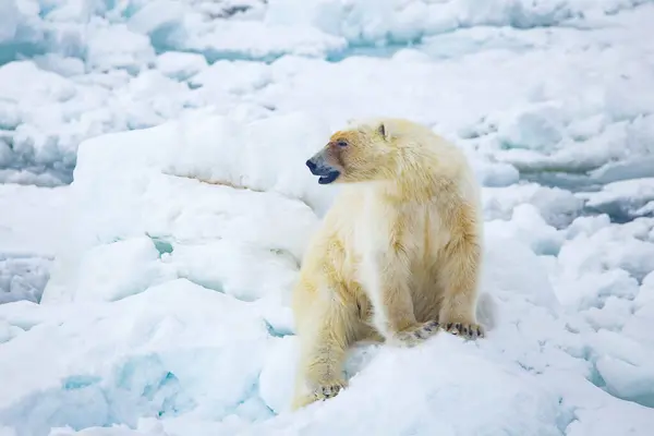 polar bear in a pack ice. the polar bear is a bear in the arctic.