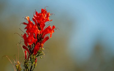 Bahçedeki kırmızı çiçekler