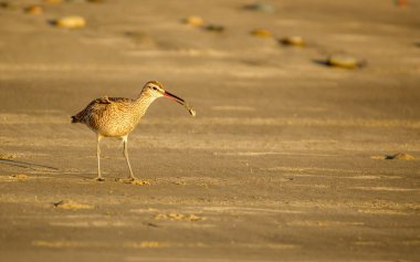 Kıvırcık çulluk kıyıda yürüyor