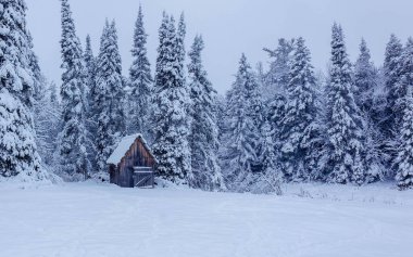 Beyaz karla kaplı güzel kış ormanı manzarası
