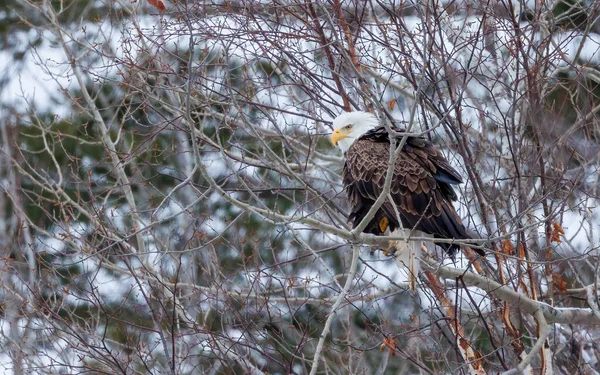 American bald eagle hunting in wild nature