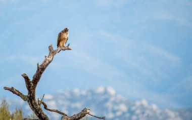 Güzel kırmızı omuzlu şahin, böcek avlıyor.