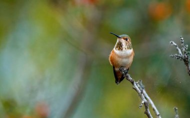 Erkek Allen 'ın sinekkuşu Rufus tünekte