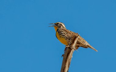 Çayırkuşu ağaçta tünedi 