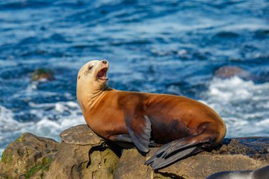Fok balıkları okyanustaki sahilde dinleniyor. 