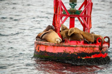 Fok balıkları okyanusta dinleniyor. 