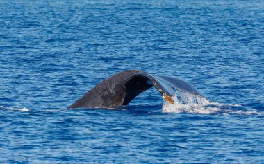 Hawaii kambur balinaları okyanusta kuyruk sallıyor 