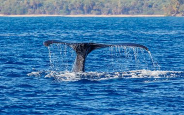 Hawaii kambur balinaları okyanusta kuyruk sallıyor 