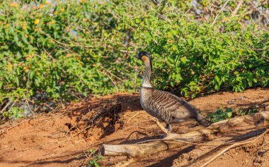 Nene kuşu vahşi doğada 