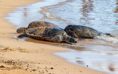 Kumsaldaki deniz kaplumbağaları. 