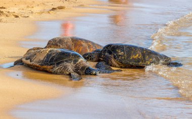 Kumsaldaki deniz kaplumbağaları. 