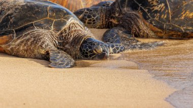 Kumsaldaki deniz kaplumbağaları. 