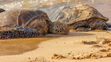 Kumsaldaki deniz kaplumbağaları. 