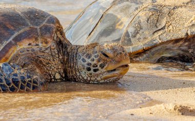 Kumsaldaki deniz kaplumbağaları. 