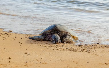 Kumsaldaki deniz kaplumbağaları. 