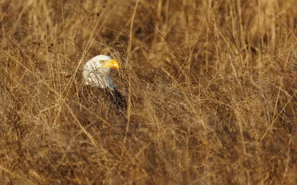 American bald eagle hunting in wild nature