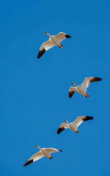 flying snow geese flying in the sky
